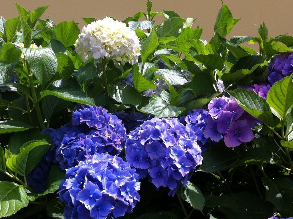 Ca' Di Pincia Bed & Breakfast Astano Bagian luar foto
